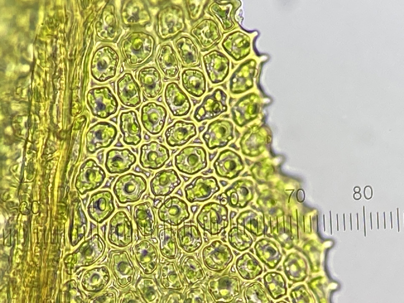 Aulacomnium palustre